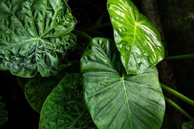 Elephant Ear